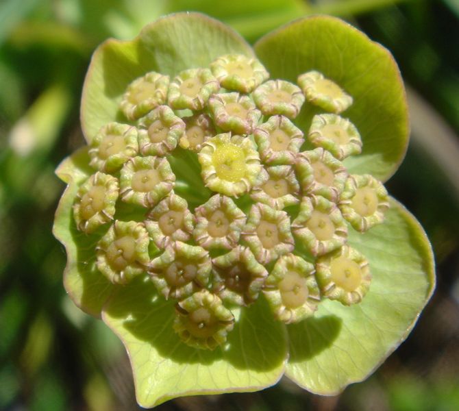 Bupleurum angulosum photo